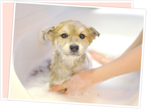 お風呂で綺麗さっぱり洗われる犬