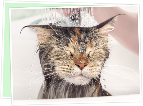 シャワーを浴びるネコ